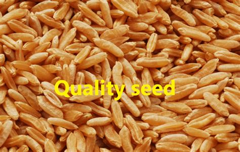 what are good quality seeds class 8